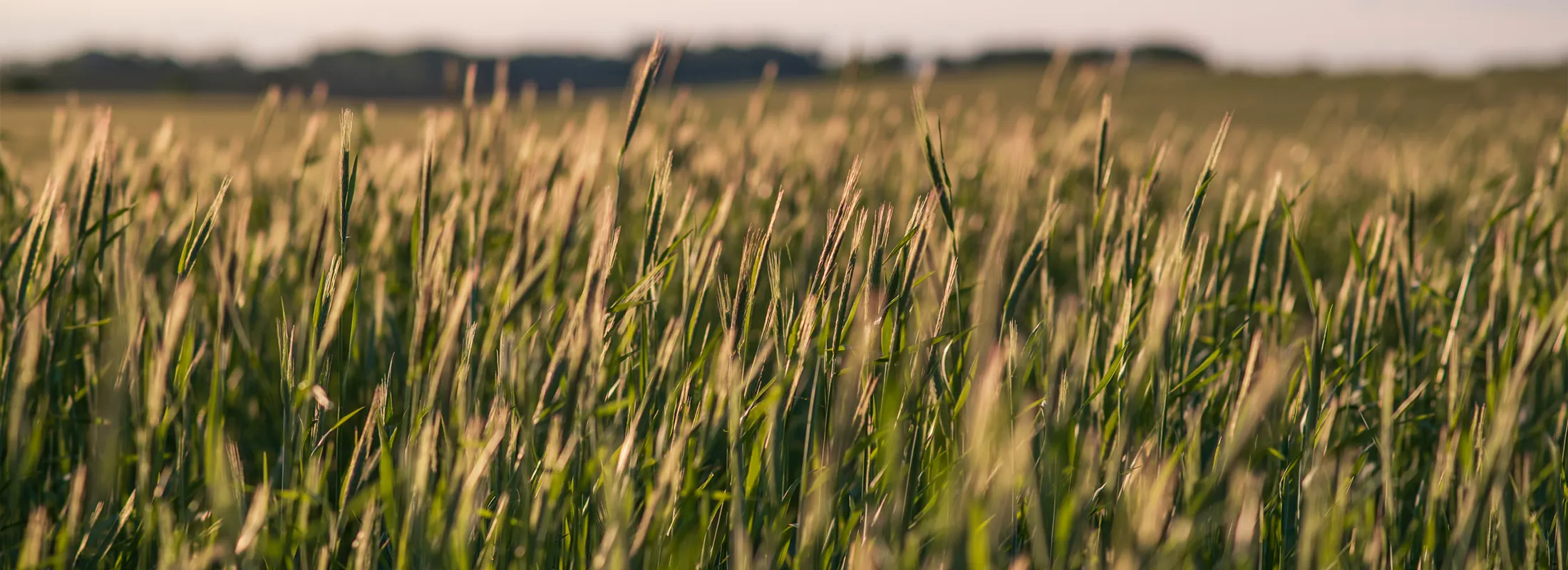 wheat field