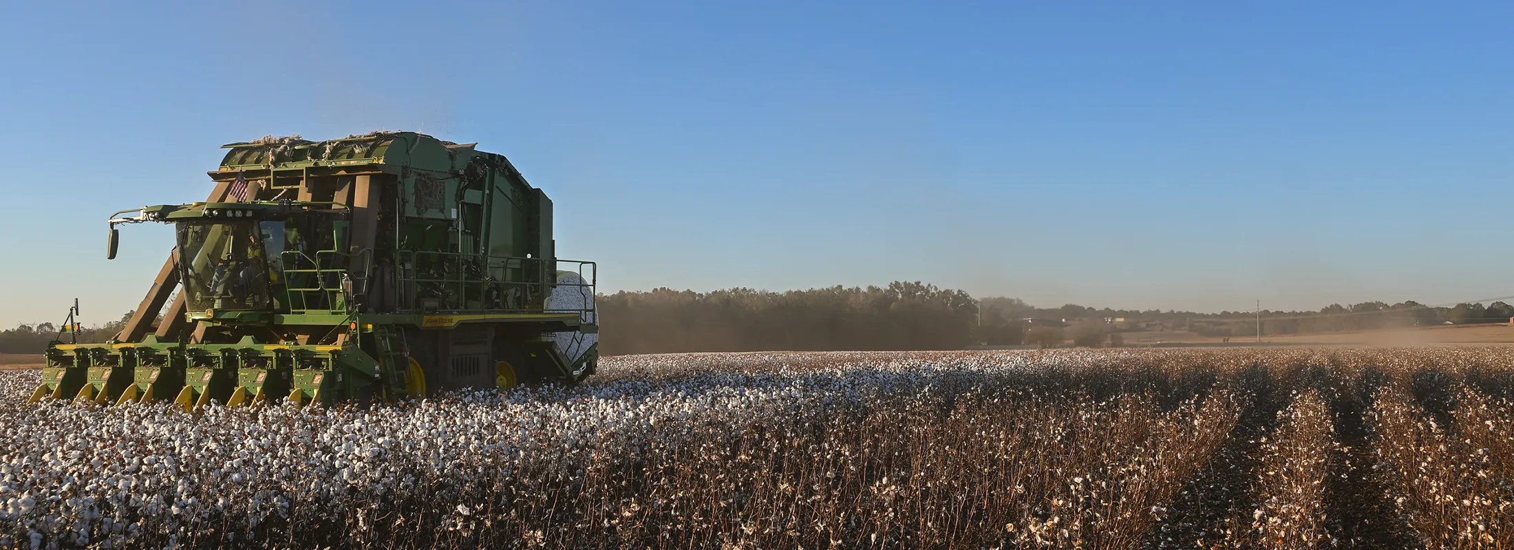 cotton picker in a field of cotton